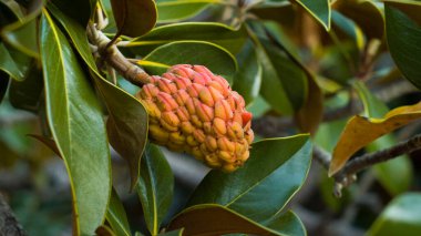 Meyve del magnolio en otono.