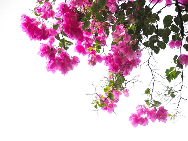 Pink Bougainvillea flower — Stock Photo, Image