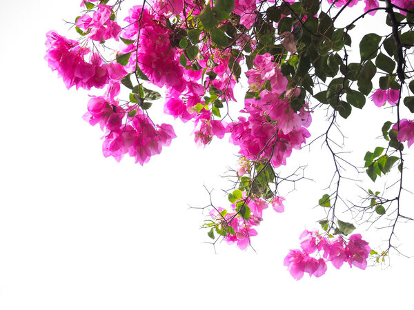 Pink Bougainvillea flower 