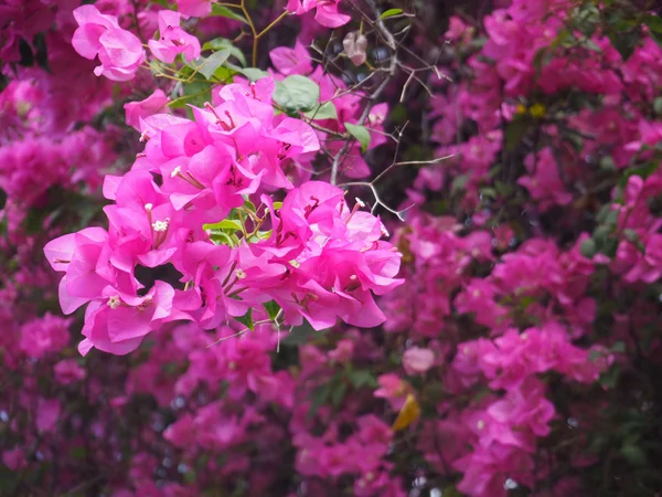 粉色叶子花 — 图库照片