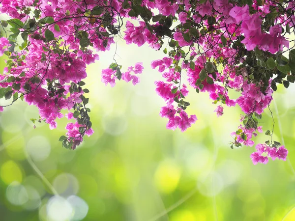 Квітки рожеві Бугенвіль — стокове фото