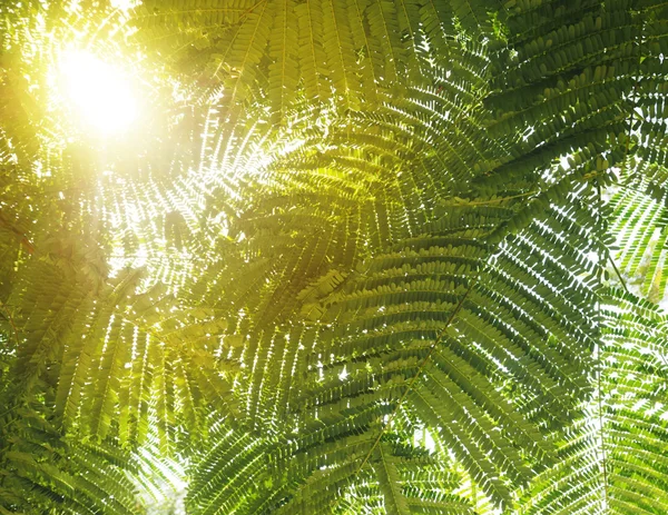 太陽の光と緑の葉 — ストック写真