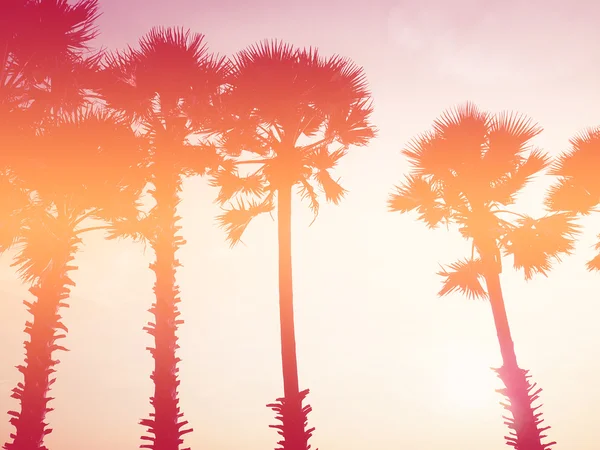 Silhouette palm trees at sunset — Stock Photo, Image