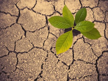 Yeşil bitki kuru olarak earth ile dokulu kırık