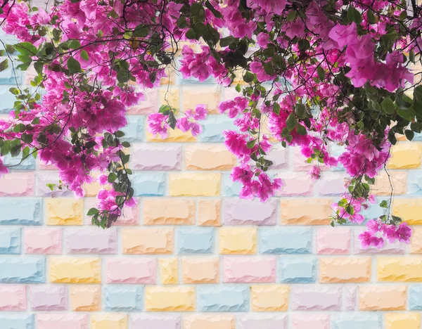 Rosa Bougainvillea-Blume — Stockfoto