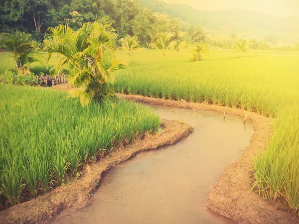 Campo de arroz verde — Fotografia de Stock