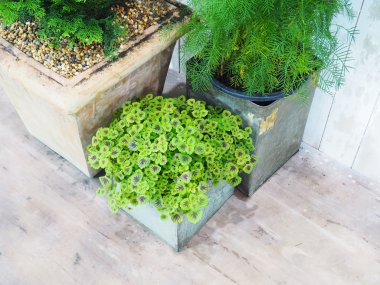 Grup küçük bitkiler 