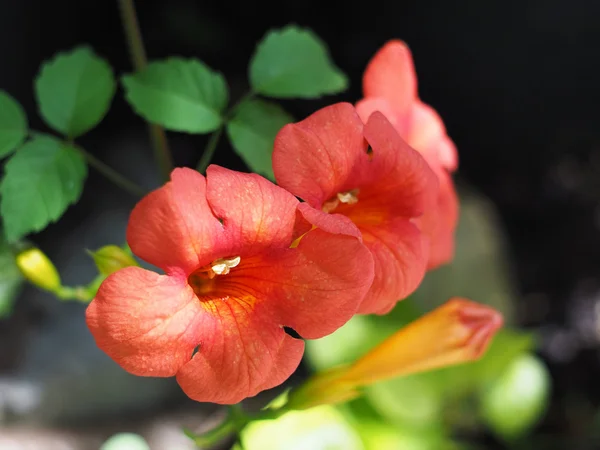 Orange creeper flower — Stock Photo, Image