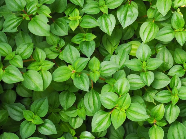 Small plants with green leaves. — Stock Photo, Image