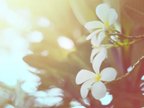 Plumeria 열 대 스파 꽃 — 스톡 사진