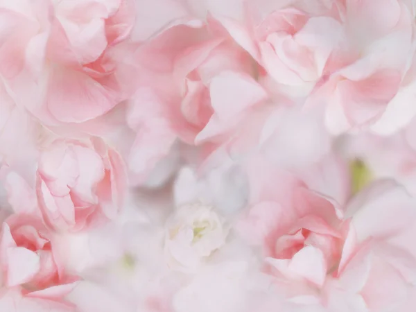 甜蜜的粉彩花卉背景 — 图库照片