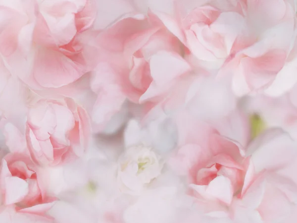 Söta pastellfärgade blommor bakgrund — Stockfoto