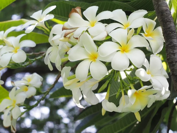 Flor de spa tropical Plumeria — Foto de Stock