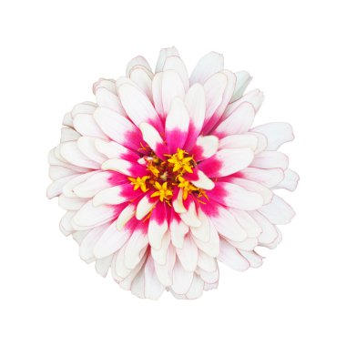 Beyaz zinnia çiçeği izole orta pembe renkle 