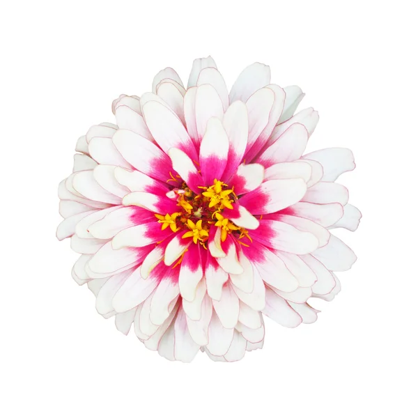 Flor de zinnia blanca con color rosa en el medio aislado —  Fotos de Stock
