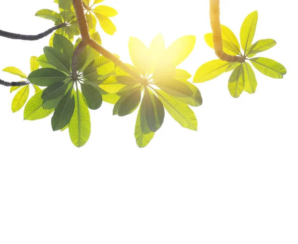 Frangipani or plumeria leaves isolated — Stock Photo, Image