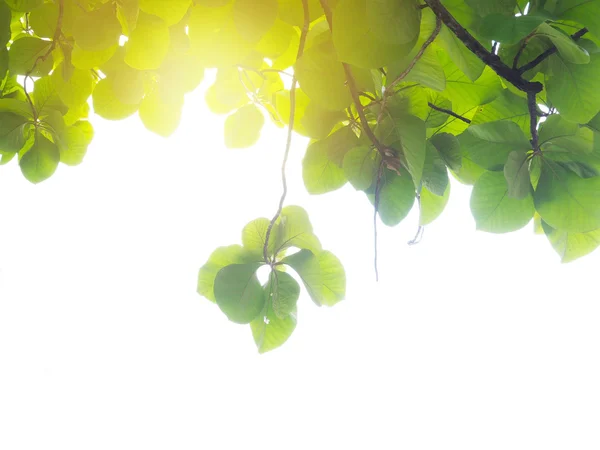 Folhas verdes ao pôr do sol isoladas — Fotografia de Stock