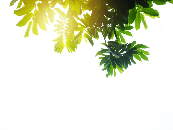Zielone liście o zachodzie słońca na białym tle — Zdjęcie stockowe