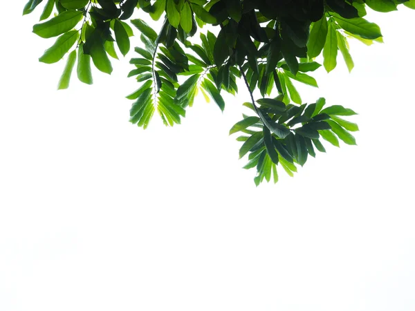 Green leaves at sunset isolated — Stock Photo, Image