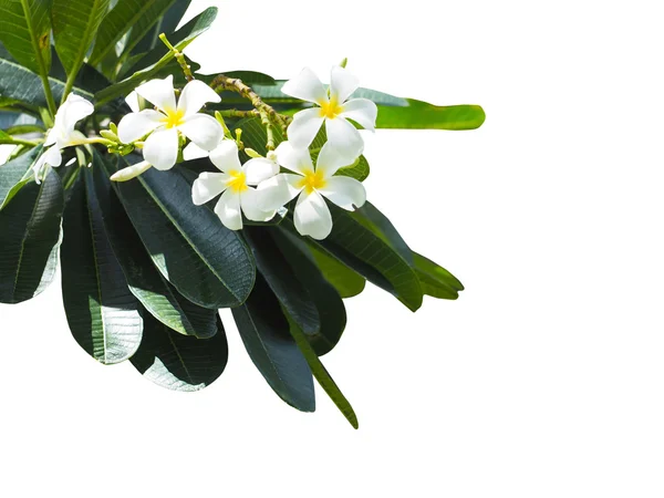 Branch of tropical flowers frangipani (plumeria) and leaves isol — Stock Photo, Image