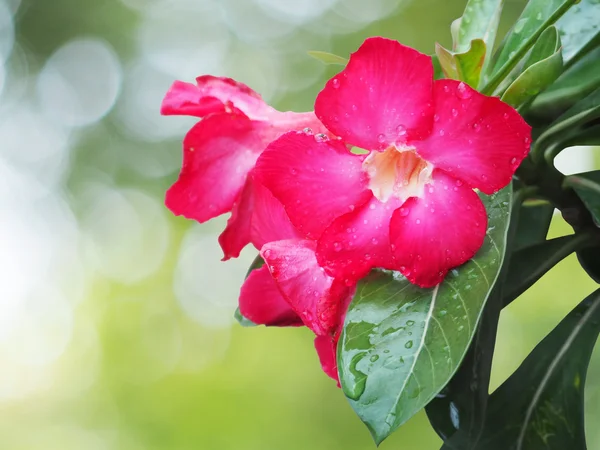 インパラ赤いユリの花 — ストック写真