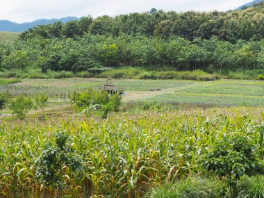 Mısır ağaçları, Tayland 'ın kuzeyindeki dağlarda karışık ekili tarlalar oluşturuyor..