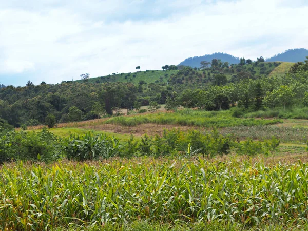 Kukurydza Pola Rolnicze Plantacji Mieszanej Górach Północy Tajlandii — Zdjęcie stockowe
