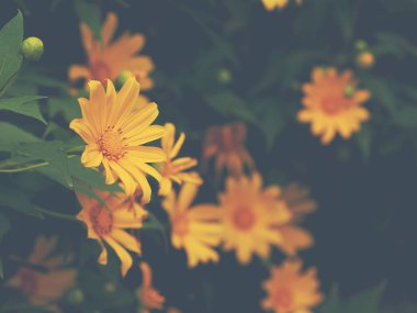 Sarı Marigold ya da Maxican Ayçiçeği ve yeşil yaprakları kapatın. Klasik filtre efektli çiçek arkaplanı.