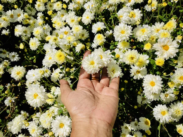 Woman Hand Holding White Chrysanthemum Flowers Bloom Farm — Stock Photo, Image