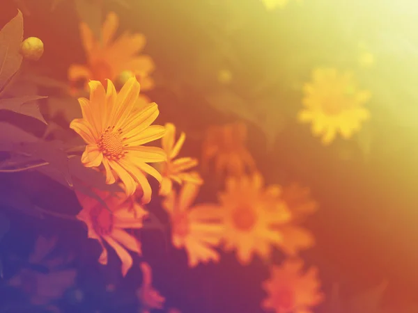 Gelbe Baummarigold Oder Maxican Sonnenblume Und Grüne Blätter Aus Der — Stockfoto