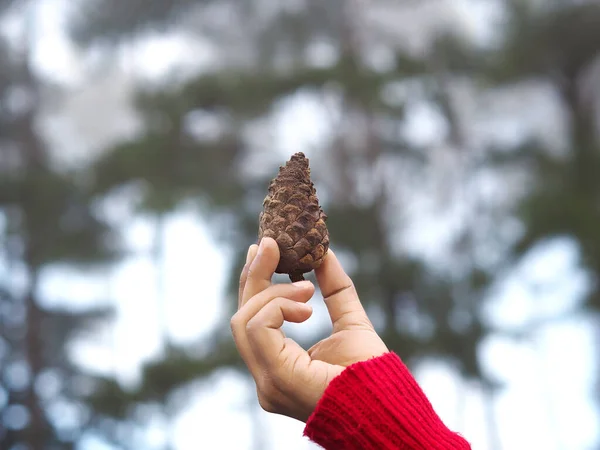 Women Hand Red Sweater Holding Dry Pine Cone Green Pine — Stock Photo, Image