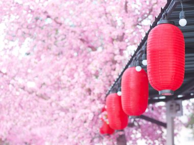 Bahçenin çatısının altında asılı duran pembe sakura çiçekli kırmızı feneri kapat. Parkta Çin Yeni Yıl Dekorasyonu.