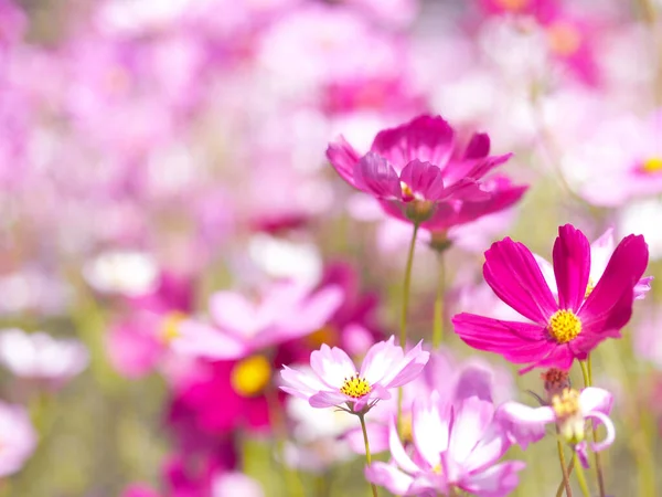 Nahaufnahme Blütenblatt Rosa Kosmos Blüht Über Klaren Blauen Himmel Blumenwiese — Stockfoto