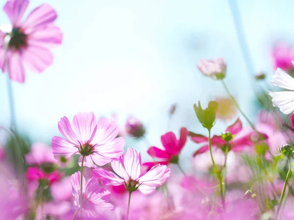 Nahaufnahme Blütenblatt Rosa Kosmos Blüht Über Klaren Blauen Himmel Blumenwiese — Stockfoto