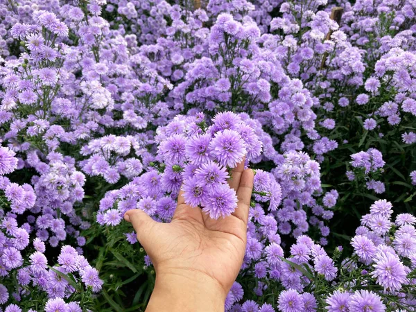 Woman Hand Holding Violet Marguerite Flowers Bloom Farm — Stock Photo, Image