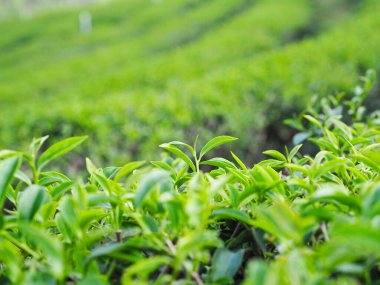 Dağdaki çay çiftliğinde yaprak çayının ucunu kapat.