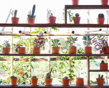 Bahçe dekorasyonu için eski ahşap raflardaki farklı kaktüsleri ve sulu saksıları kapatın..