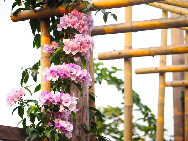 Violet Fleur Plante Grimpante Rampante Sur Cadre Toit Bambou Pour — Photo