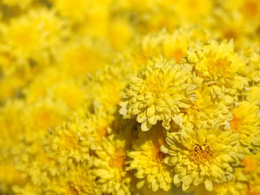 Çiftlikteki güzel sarı kasımpatı çiçeklerini kapat. Doğal bahar ve yaz arkaplanı.