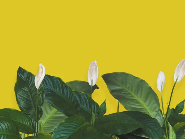 Uzavřít Tropické Zelené Listy Bílé Květy Přes Žlutou Stěnu Kopírovacím — Stock fotografie
