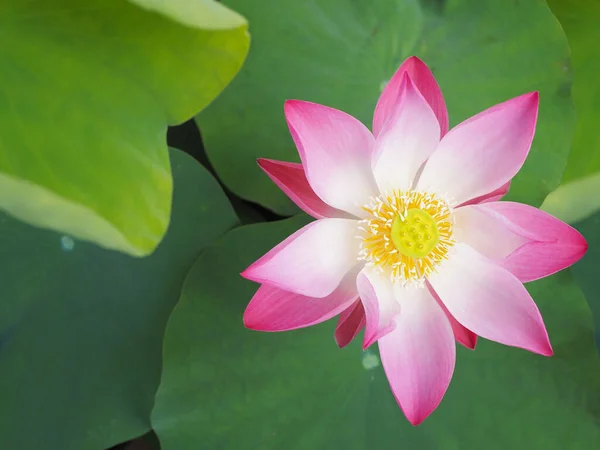 Close Blooming Pink Waterlily Green Leaves Top View — Stock Photo, Image