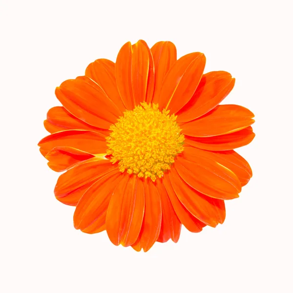 Pomarańczowy kwiat z płatki żółty — Zdjęcie stockowe