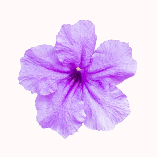Flor púrpura, Ruellia tuberosa —  Fotos de Stock