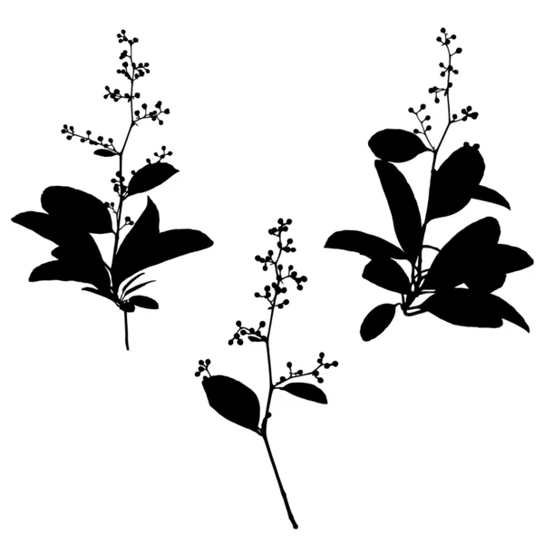 Verzameling van vector planten zwarte silhouetten — Stockvector