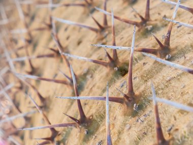 Diken üstünde Madagaskar palmiye kapatın