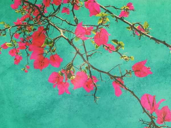 Flor de buganvilla rosa — Foto de Stock