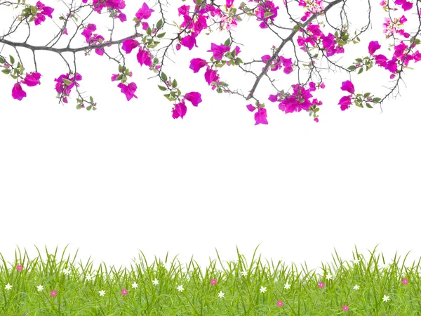 Pink Bougainvillea flower and green grass — Stock Photo, Image