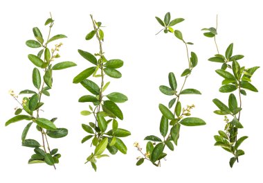 Sarmaşık çiçek izole kümesi 