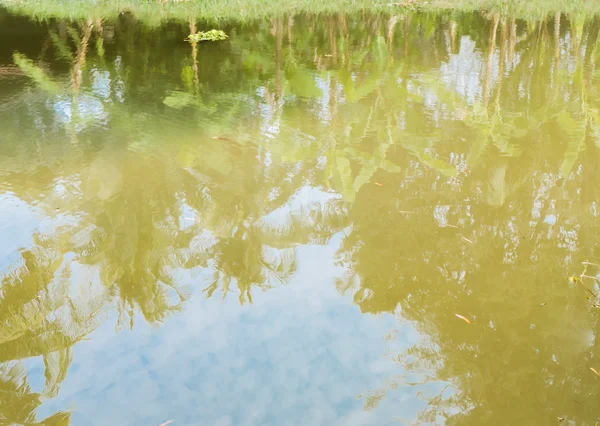 Reflejo de agua del árbol — Foto de Stock