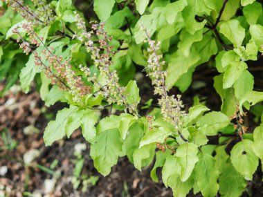 Kutsal fesleğen bitki